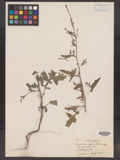Sisymbrium officinale