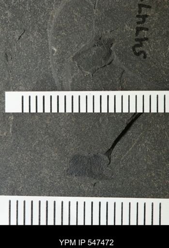 undet. Eurypterida