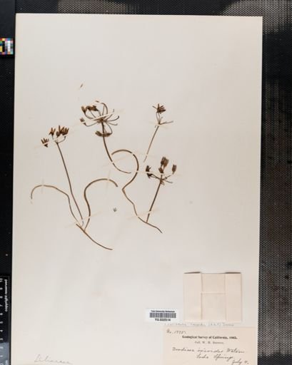 Brodiaea