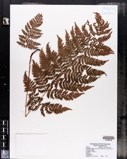 Dryopteris spinulosa