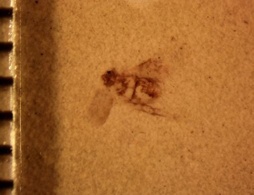 undet. Coleoptera
