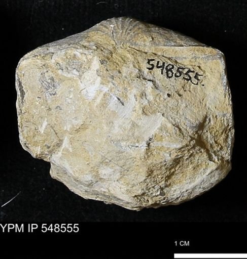 Stropheodonta inflexa?