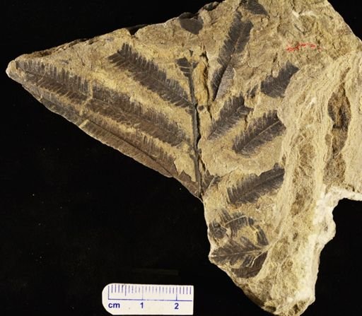 Calcaropteris boeselii