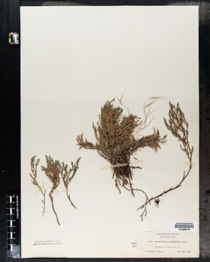 Selaginella bigelovii