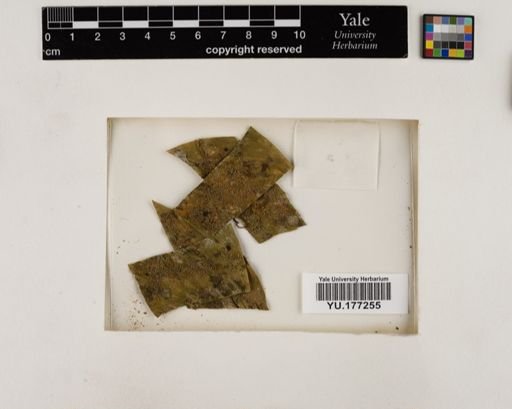 Plantae