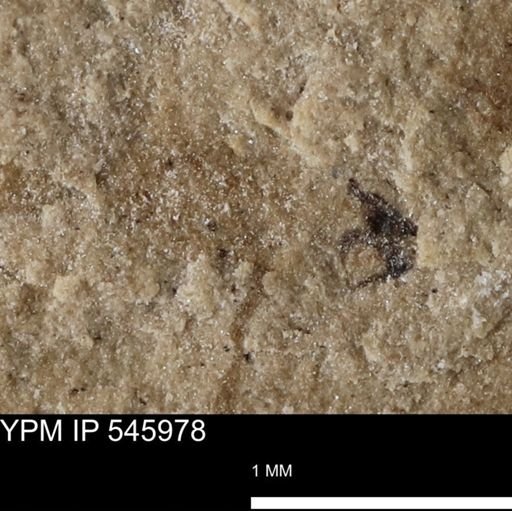 taxon undetermined