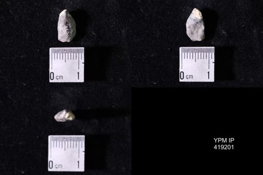 Dielasma sp.