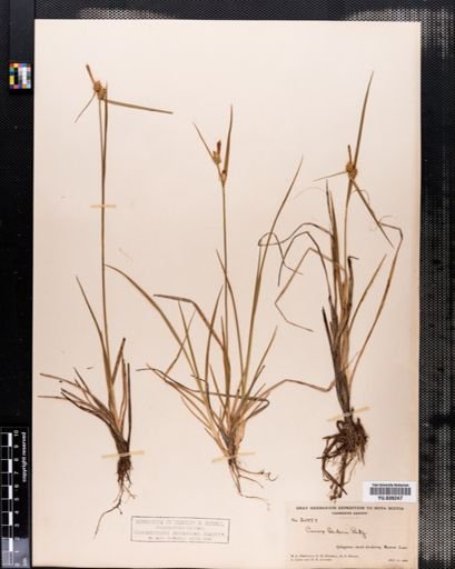 Carex demissa