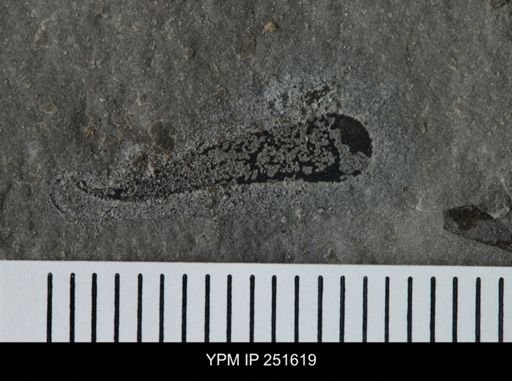 Cooksonia sp.