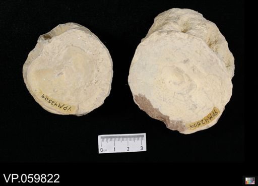 Xiphactinus sp.