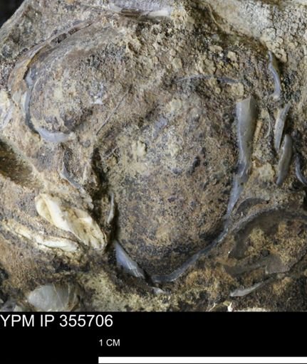 undet. Bivalvia