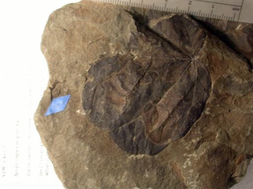 Angiospermopsida