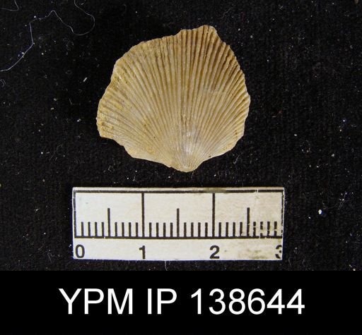 Spirifer (Neospirifer) musakheylensis