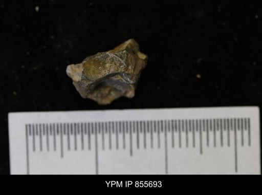 undet. Teredinidae