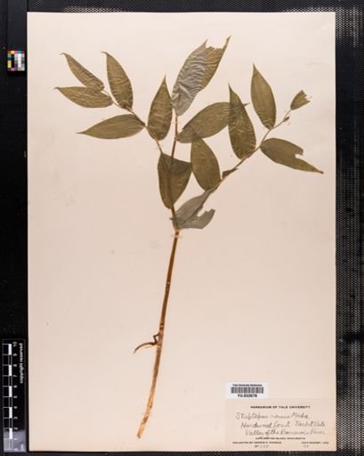 Streptopus roseus