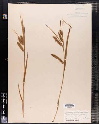Carex schweinitzii