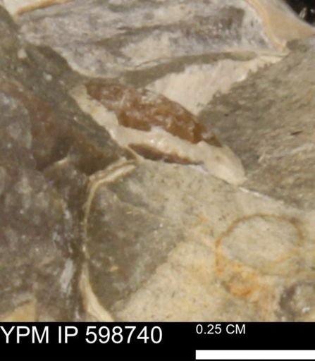 Ammonoidea