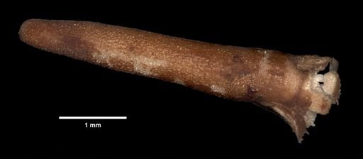 Asterias (Pisaster) papulosa