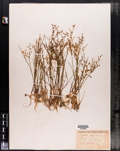 Juncus pelocarpus