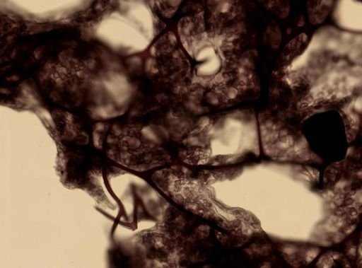 Dictyodendrilla nux