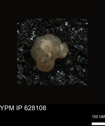 undet. Foraminiferida