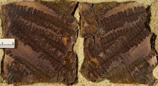 Pecopteris miltoni