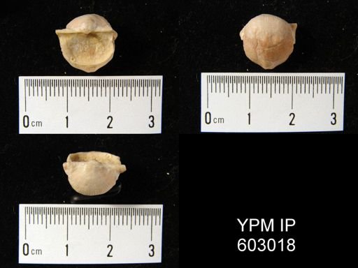 Eomarginifera praecursor