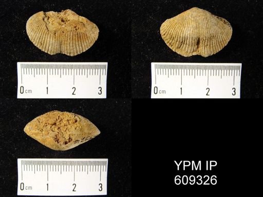 Trematospira equistriata