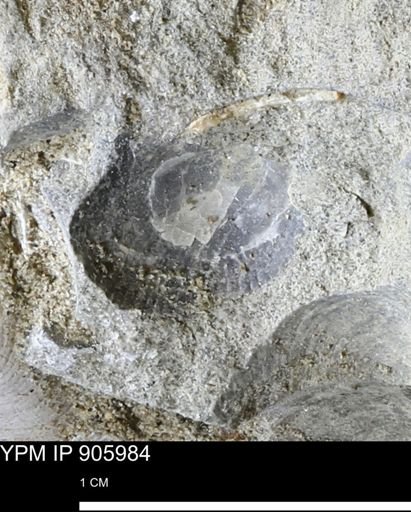 Oxytoma (Hypoxytoma) nebrascana