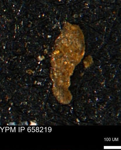 Ammobaculites subcretaceus