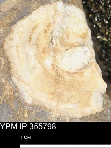 undet. Mollusca