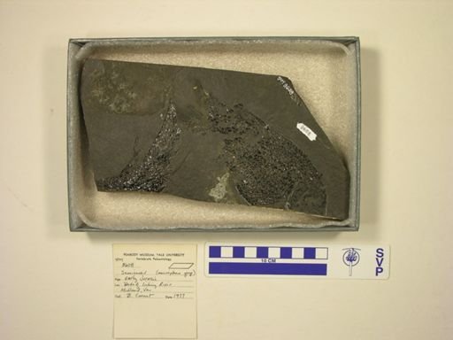 Semionotus micropterus