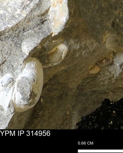 undet. Bivalvia