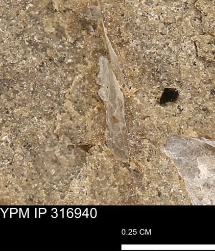 undet. Mollusca
