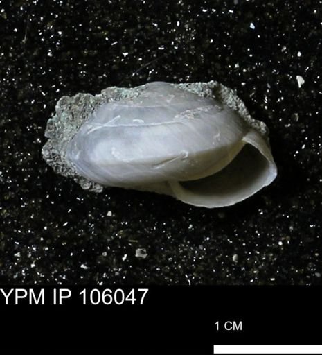Poecilozonites bermudensis zonatus