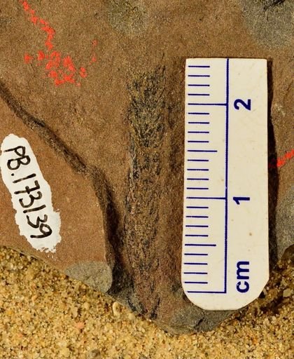 Lepidodendron sp.