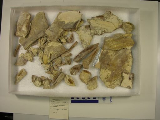 Xiphactinus audax