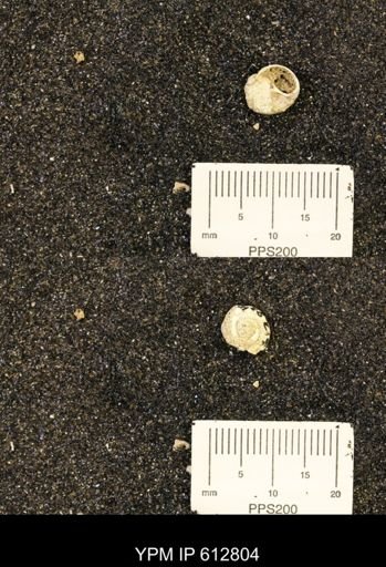 Vanikoropsis sp.