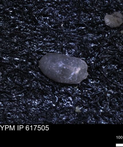 undet. Ostracoda