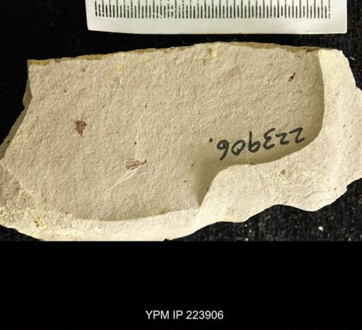 undet. Hexapoda