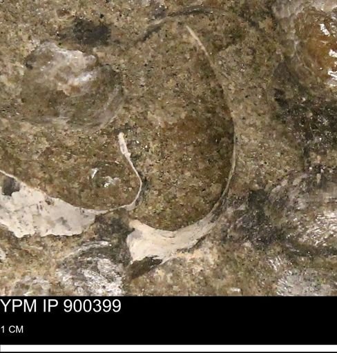 Anomia gryphorhyncha