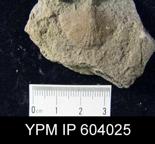 undet. Orthida