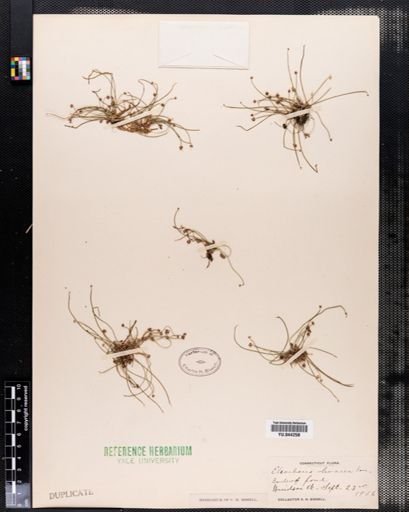 Eleocharis olivacea