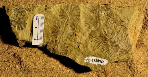 Annularia sp.