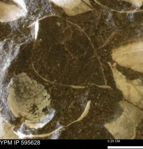 Protocardia sp.