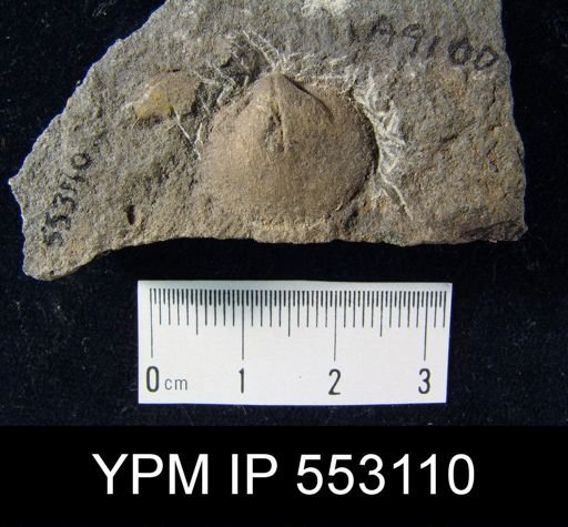 Orthida