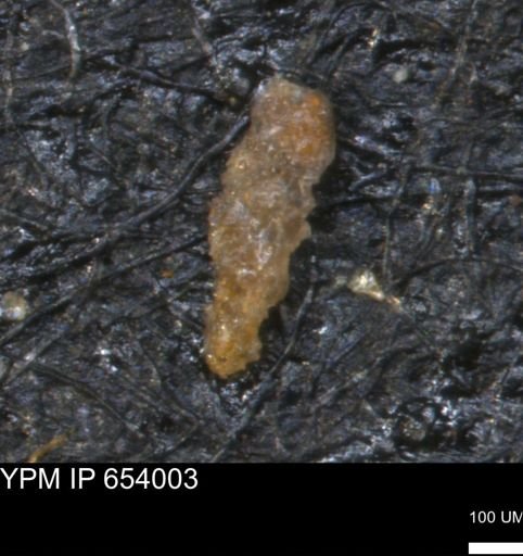Verneuilinoides hectori