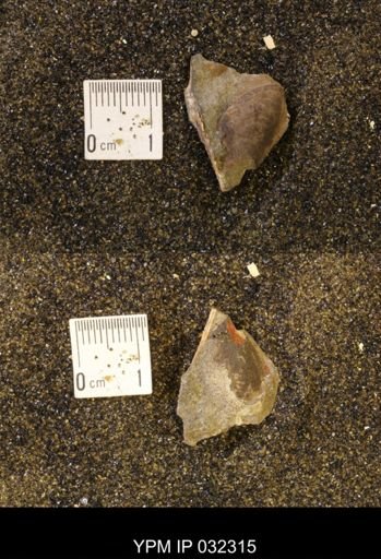 undet. Scaphitidae