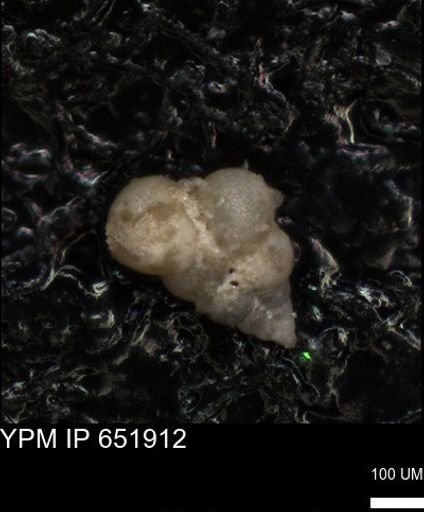 undet. Heterohelicidae