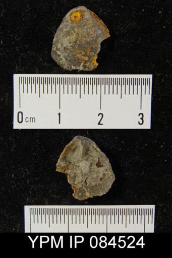 Barrandella kindlei